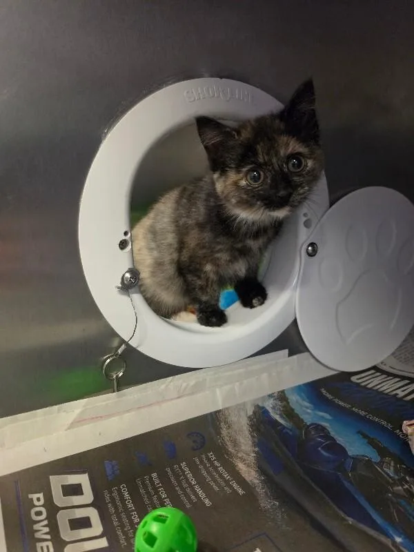 A young medium-sized female Domestic Short Hair cat named Veronica for adoption in Cortland, NY