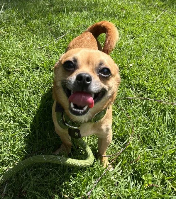 An adult small-sized male Chihuahua dog named Jerry for adoption in Oakland, CA