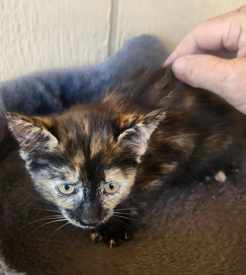 A baby medium-sized female Tortoiseshell Domestic Medium Hair cat named Betty for adoption in Yarnell, AZ