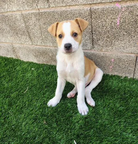 A baby medium-sized male Yellow / Tan / Blond / Fawn Pit Bull Terrier dog named Oscar for adoption in Henderson, NV