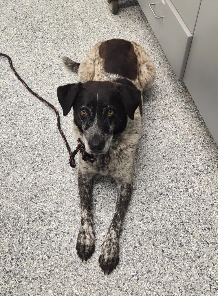 An adult large-sized female Terrier dog named Jolene for adoption in Athens, TN