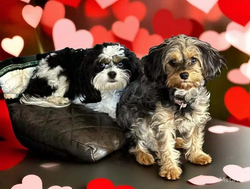 A young small-sized female Cavalier King Charles Spaniel dog named Willow for adoption in Bolivar, MO