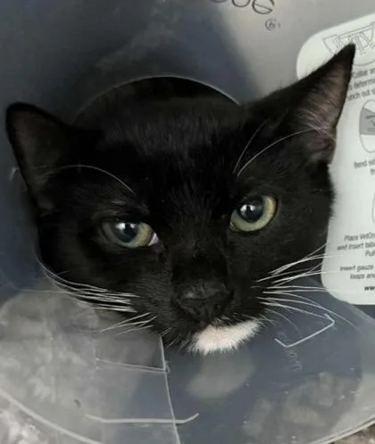 A baby small-sized female Domestic Short Hair cat named Pearl for adoption in Annapolis, MD