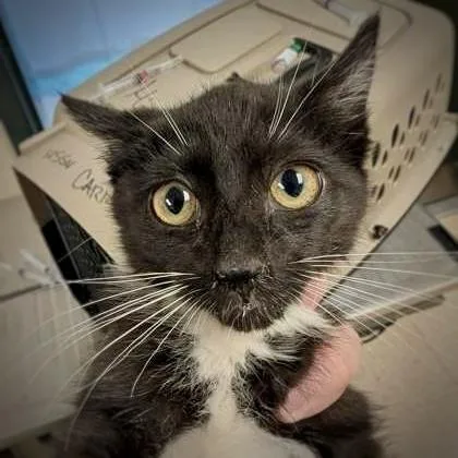 A baby small-sized male Domestic Short Hair cat named Larry for adoption in Burlington, WA
