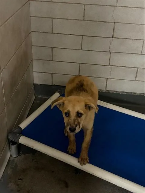 A baby small-sized female German Shepherd Dog dog named Naomi for adoption in Stockton, CA