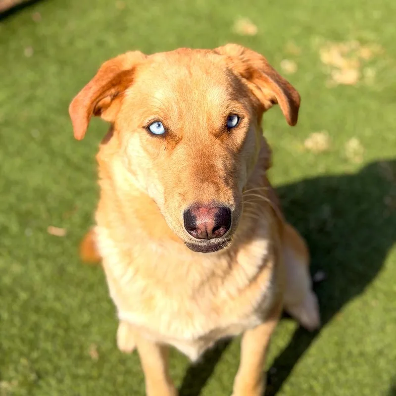 An adult large-sized female Black Husky dog named Bella for adoption in Gainesville, GA