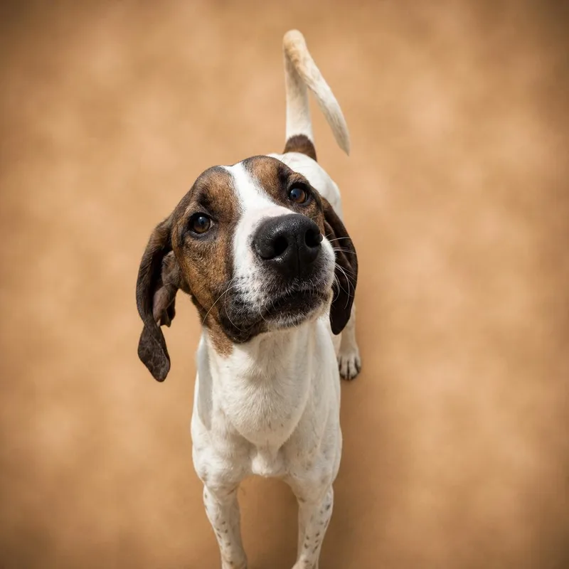 A young medium-sized male Treeing Walker Coonhound dog named Vinnie for adoption in Chuckey, TN