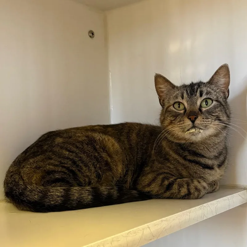 A baby small-sized female Brown / Chocolate Domestic Short Hair cat named Jenny for adoption in Norfolk, NE