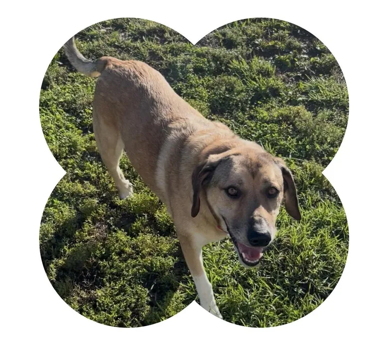 An adult large-sized female Great Pyrenees dog named Ellie for adoption in Chillicothe, MO