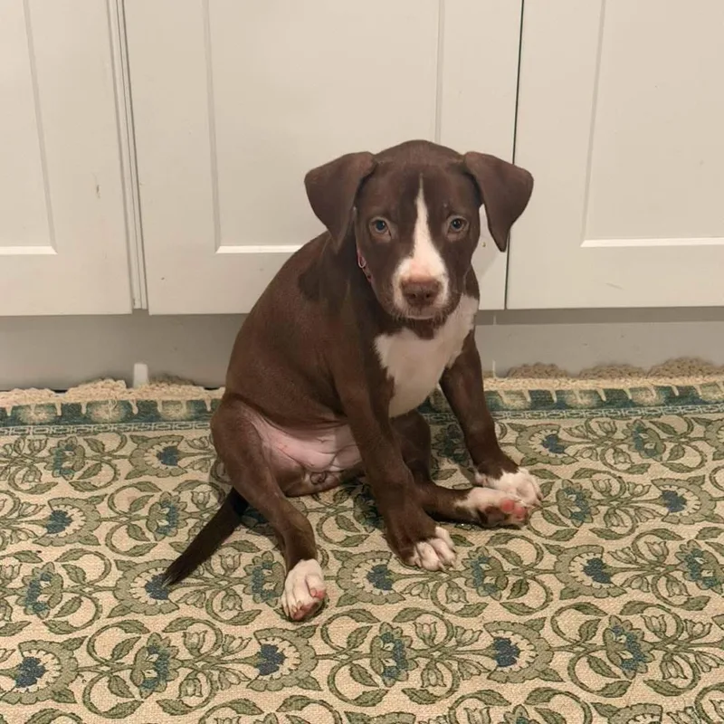 A baby medium-sized female Brown / Chocolate Mixed Breed dog named Latte for adoption in Yaphank, NY