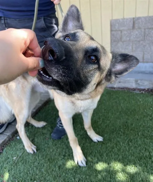 A young large-sized male Tricolor (Brown, Black, & White) German Shepherd Dog dog named Kobi for adoption in Phoenix, OR