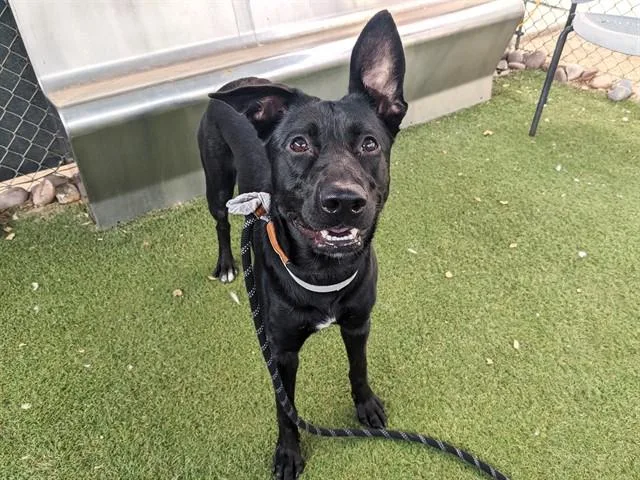 A young large-sized female German Shepherd Dog dog named Libby for adoption in Phoenix, AZ