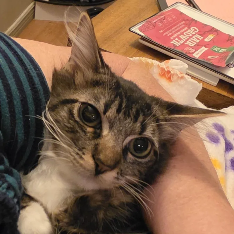 A baby small-sized female Brown / Chocolate Domestic Short Hair cat named Tomato for adoption in Grantsville, UT