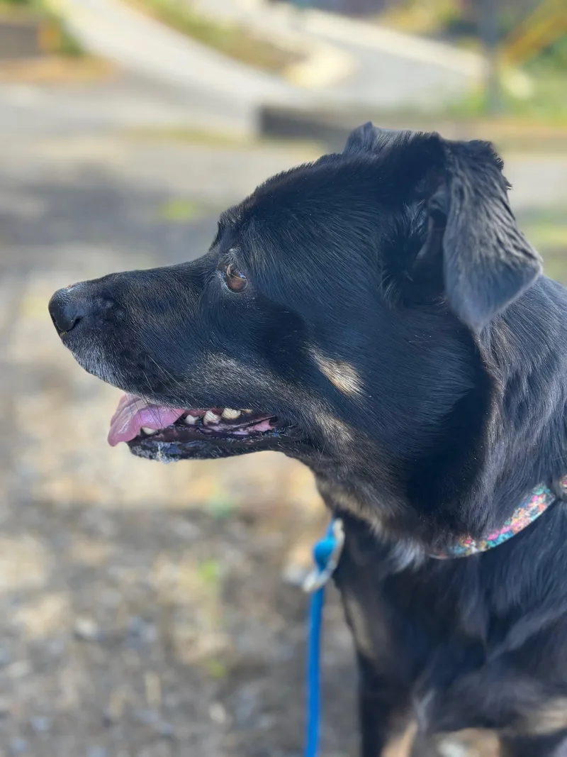 Guinevere thumbnail 2