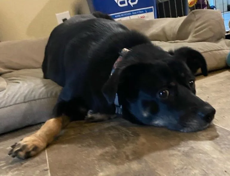 Guinevere thumbnail 3