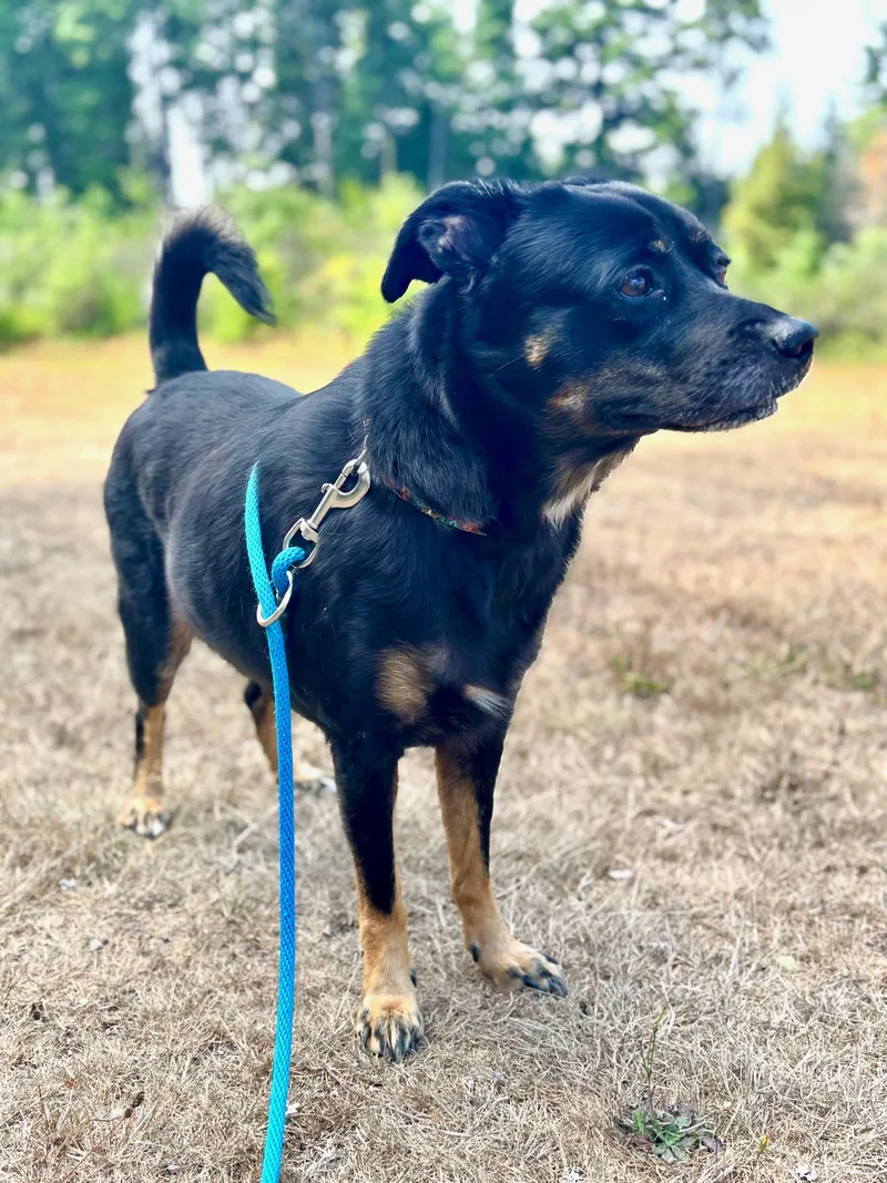 Guinevere thumbnail 4