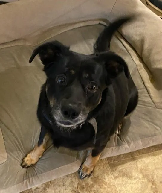 Guinevere thumbnail 5