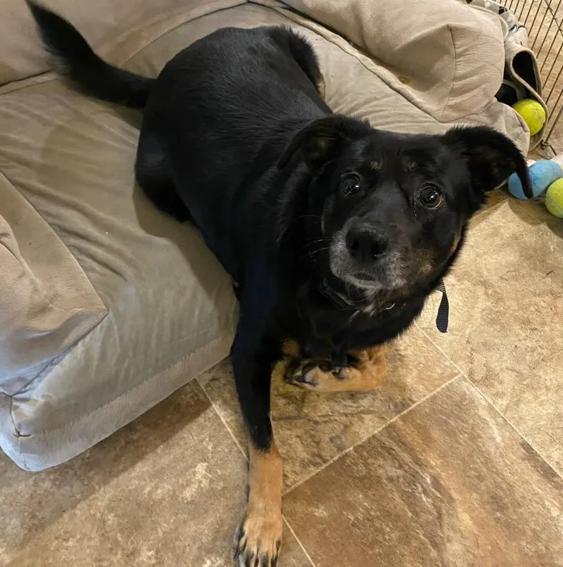 Guinevere thumbnail 6