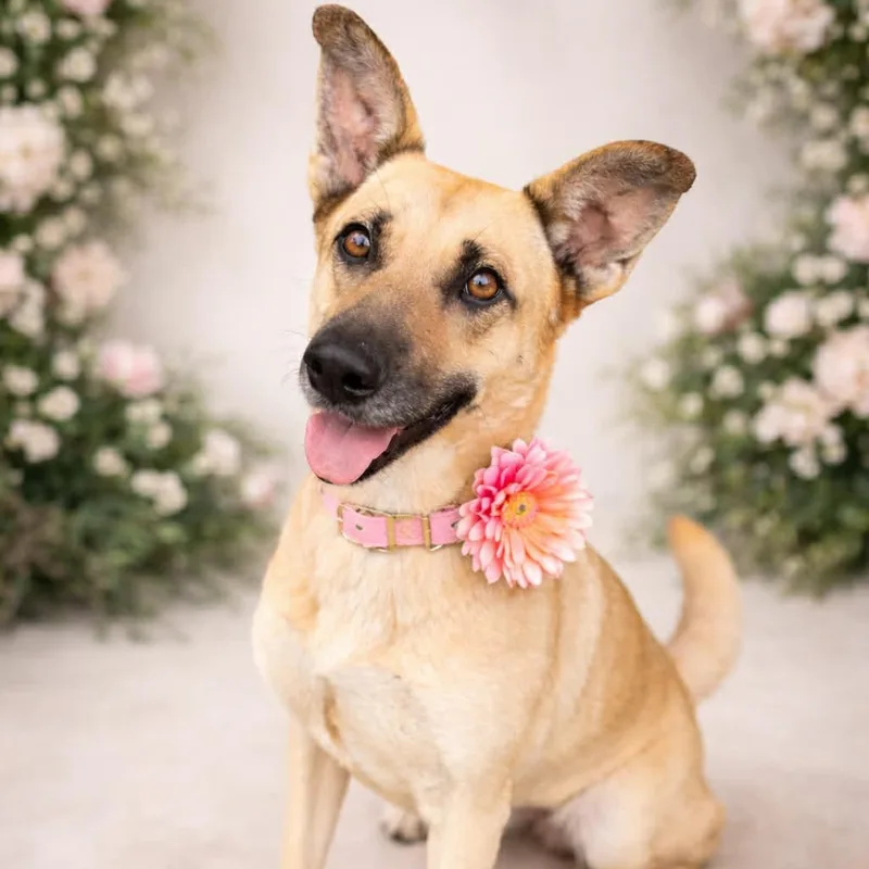 An adult medium-sized female German Shepherd Dog dog named Lily Gs for adoption in Allen, TX