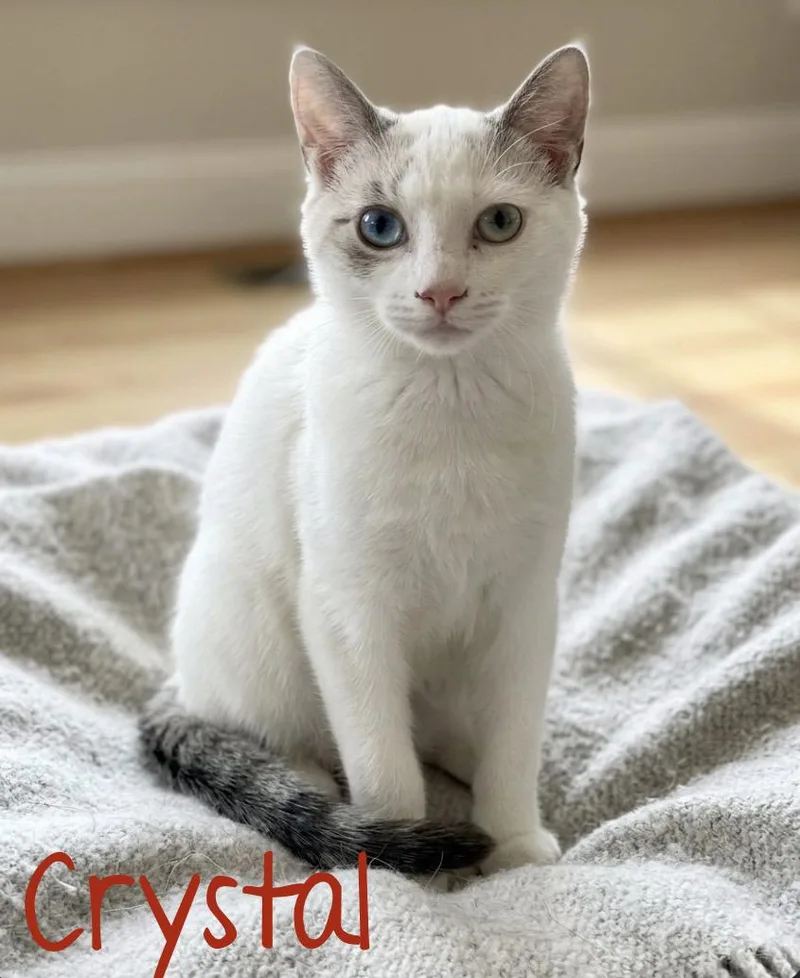 A young medium-sized female White Domestic Short Hair cat named Crystal I'm a for adoption in Murfreesboro, TN