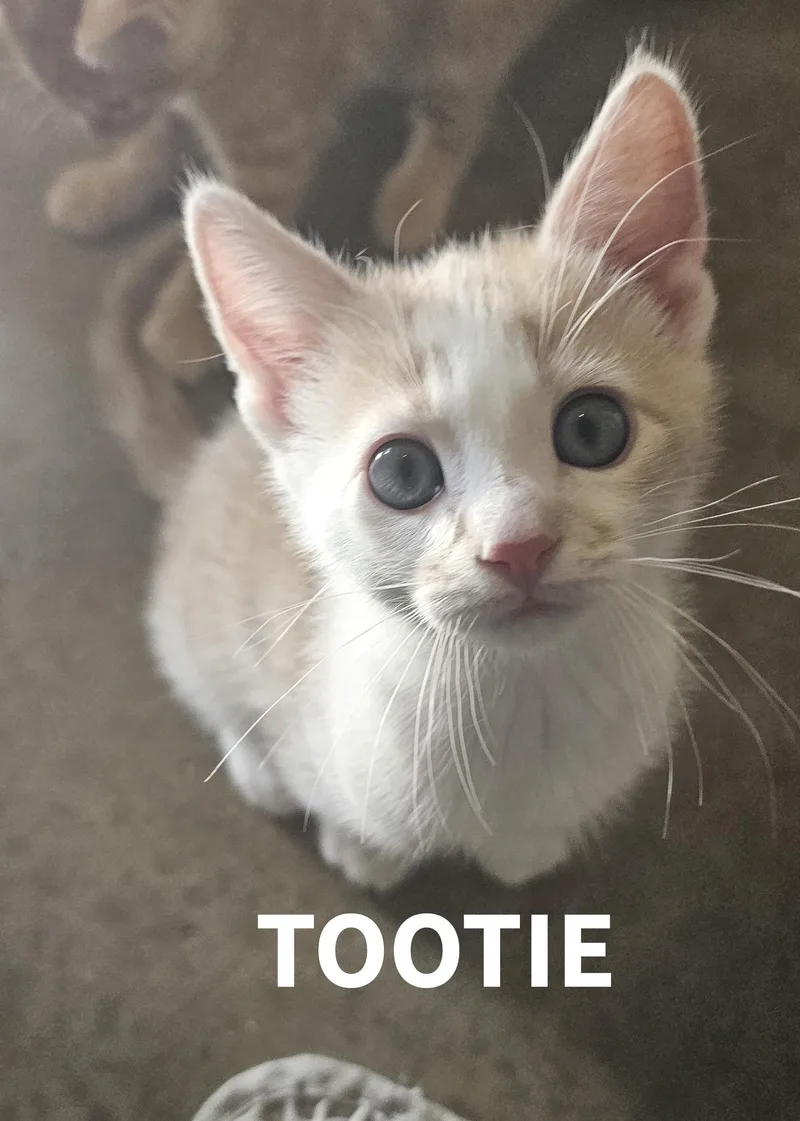 A baby small-sized female Buff / Tan / Fawn American Shorthair cat named Tootie for adoption in Pinedale, WY