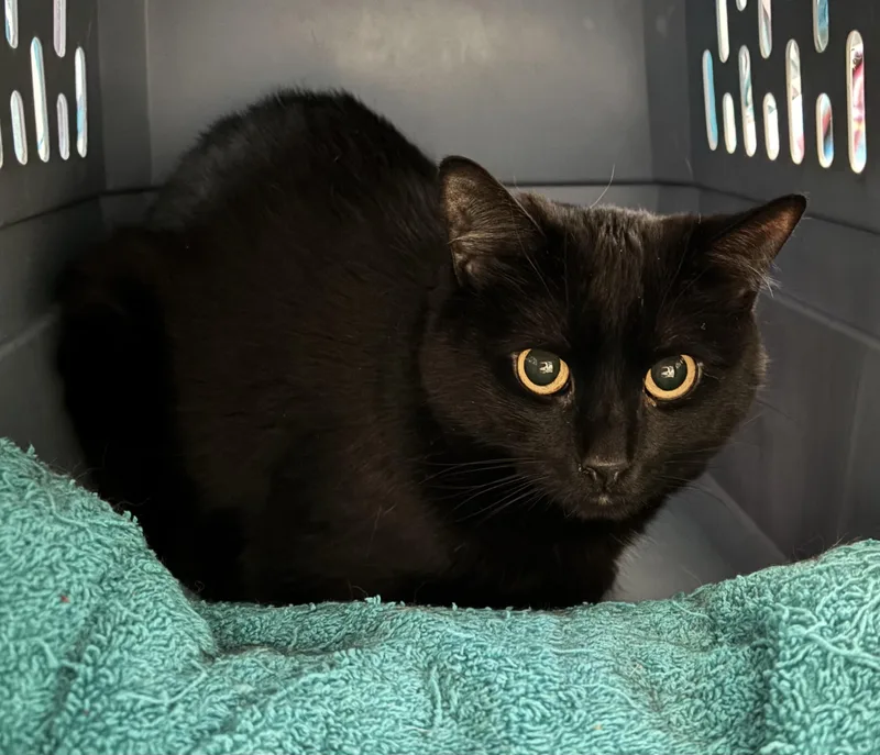 An adult medium-sized female Black Domestic Short Hair cat named Keko for adoption in Denver, CO