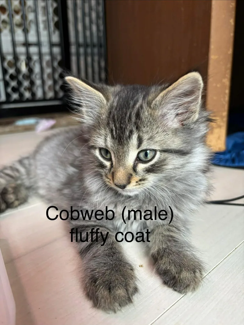A baby small-sized male Domestic Long Hair cat named Cobweb for adoption in Canton, CT