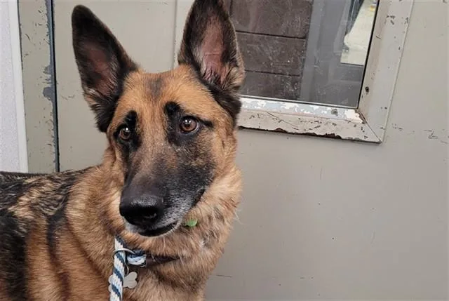 An adult large-sized female Belgian Shepherd / Malinois dog named Ida for adoption in Tucson, AZ