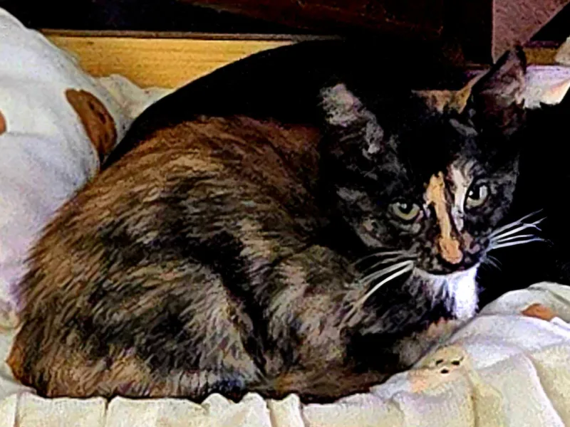 A baby small-sized female Domestic Short Hair cat named Dayseeker for adoption in Houston, TX