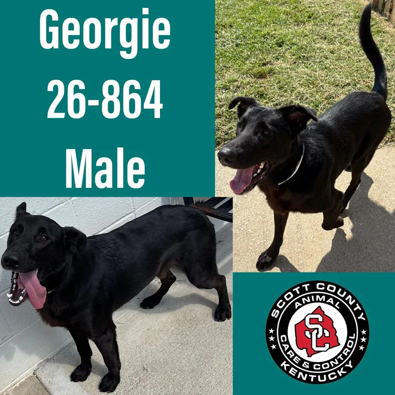 An adult large-sized male German Shepherd Dog dog named Georgie for adoption in Georgetown, KY