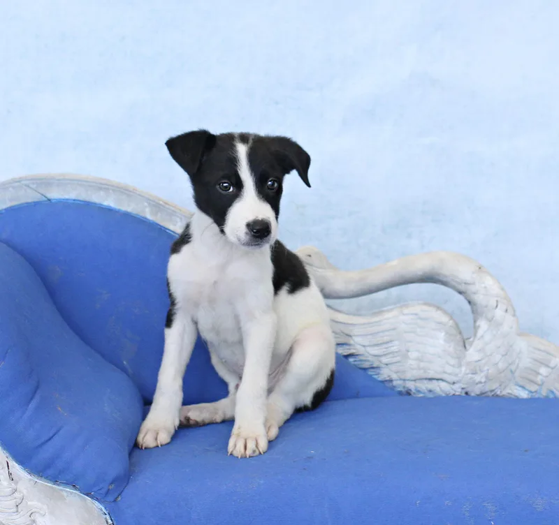 Brahma thumbnail 2