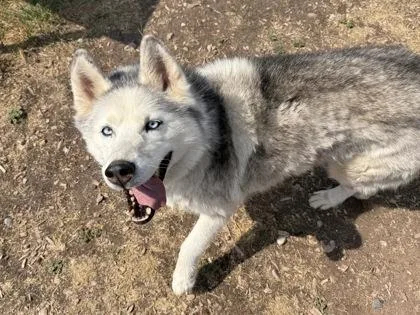 Meeka