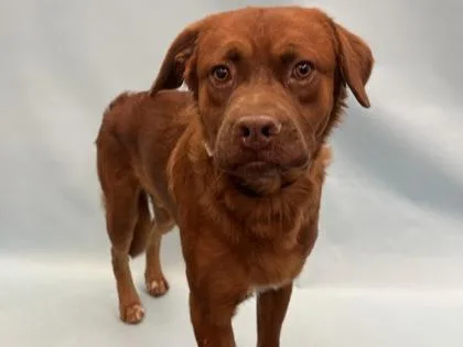 An adult large-sized male Mixed Breed dog named Chewbacca for adoption in Golden Valley, MN