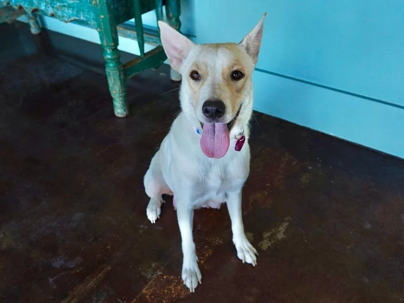 A young medium-sized female White / Cream Labrador Retriever dog named Piccolo for adoption in San Antonio, TX