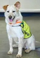 An adult large-sized male Mixed Breed dog named Zeke for adoption in Cincinnati, OH