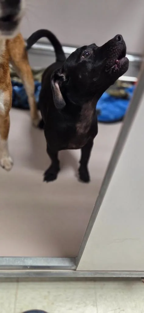 An adult small-sized female Dachshund dog named Bunny for adoption in Sherwood, AR