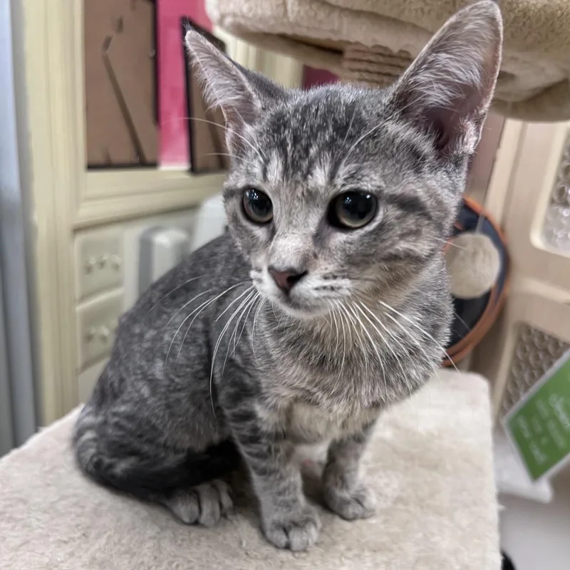 A baby small-sized female Tabby (Gray / Blue / Silver) Domestic Short Hair cat named Taumoeba for adoption in Stoughton, WI