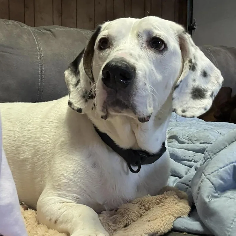 Snoopy thumbnail 2