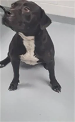 A young large-sized female Pit Bull Terrier dog named Pandora for adoption in Saint Cloud, FL