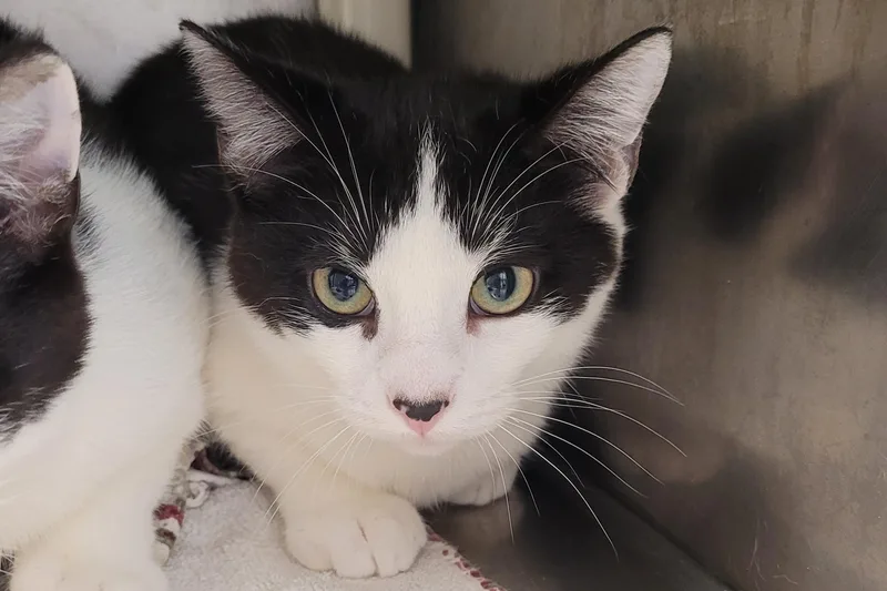 An adult medium-sized male Black & White / Tuxedo Domestic Short Hair cat named Dib for adoption in New Milford, CT