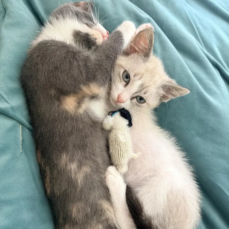 A baby small-sized male White Domestic Short Hair cat named Cobalt for adoption in Tustin, CA