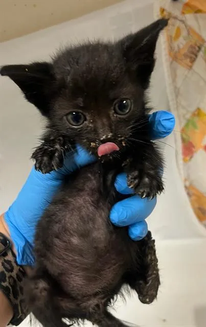 A young small-sized male Domestic Short Hair cat named Venom for adoption in Riverside, CA