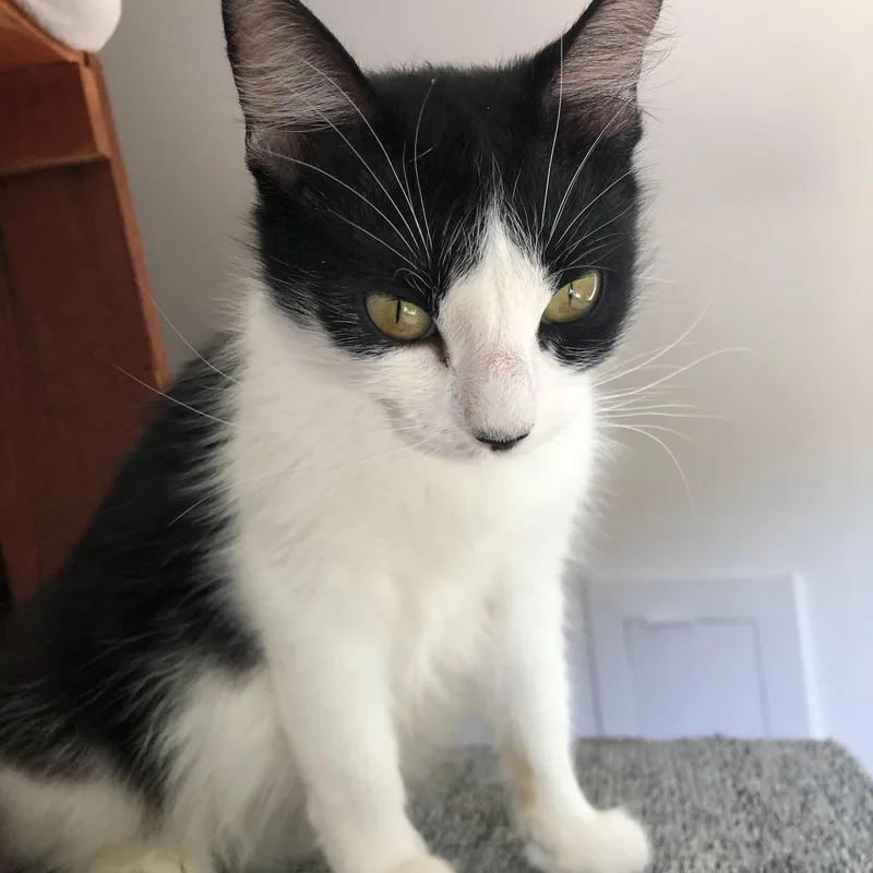 A young medium-sized female Domestic Short Hair cat named Dahlia for adoption in San Francisco, CA