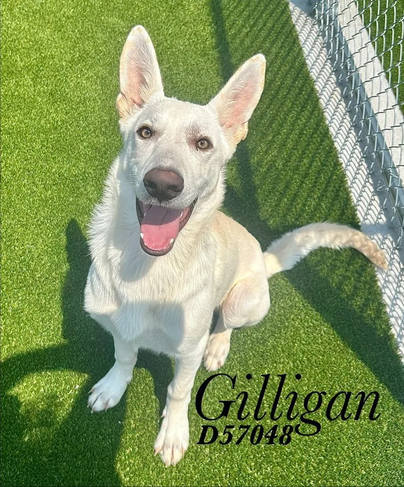 Gilligan