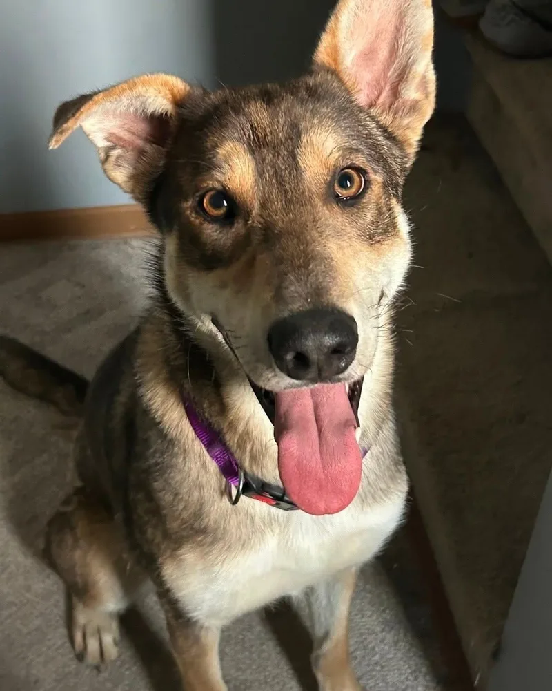 Nova