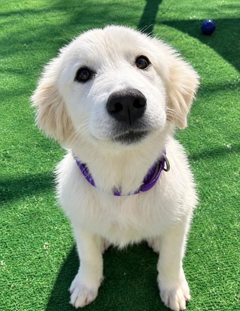Cottonball