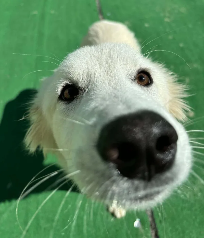 Cottonball thumbnail 2