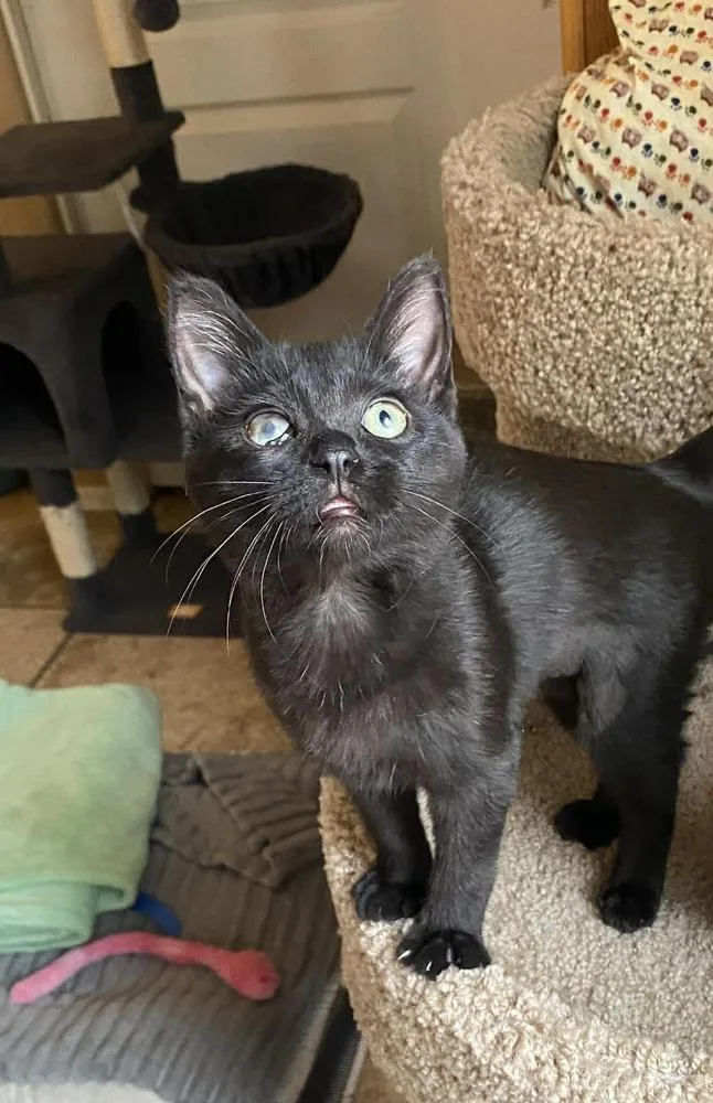 A baby small-sized female Black Domestic Short Hair cat named Kyoko for adoption in tucson, AZ