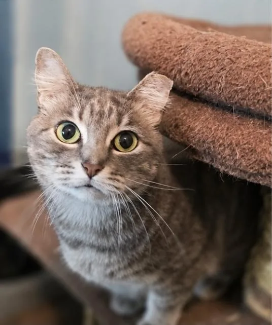 Empress Meow Meow