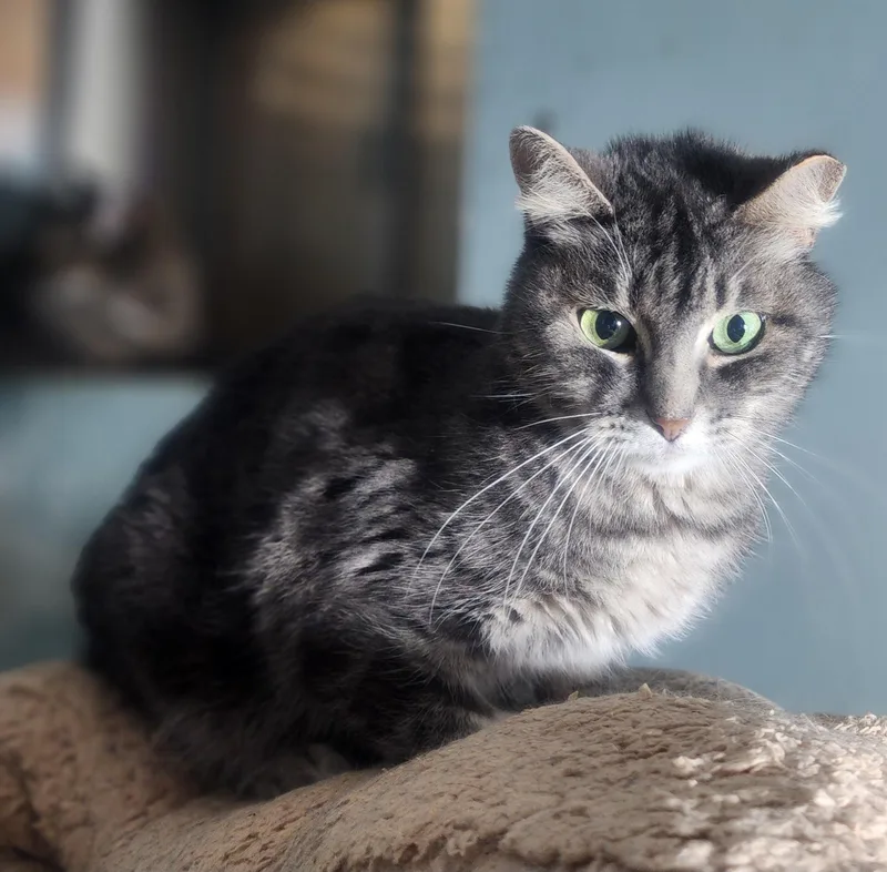 Empress Meow Meow thumbnail 2